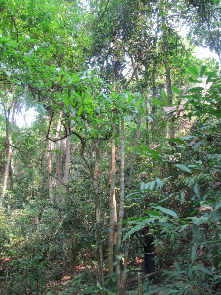 Tea Tree in forest area